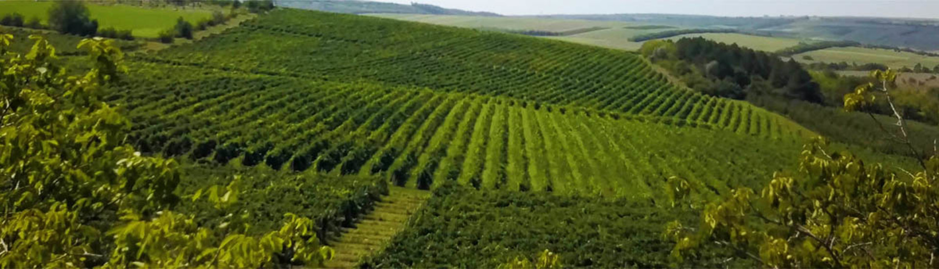 Moldova Wine Regions