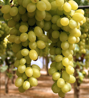 Albariño | Grapes | Grapepedia.com